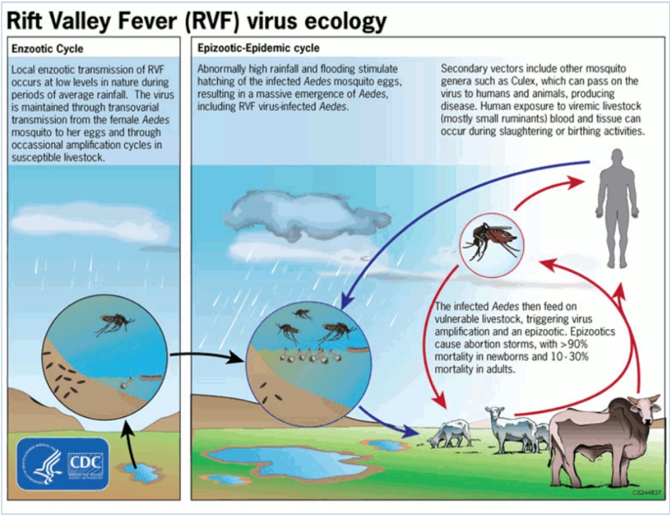 Vòng đời của virut sốt Rift Valley cho thấy chu trình truyền bệnh ở cả động vật hoang dã và con người