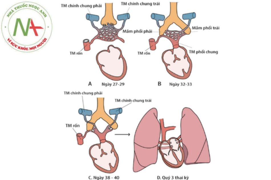 Hình 16. Phôi thai học tĩnh mạch phổi