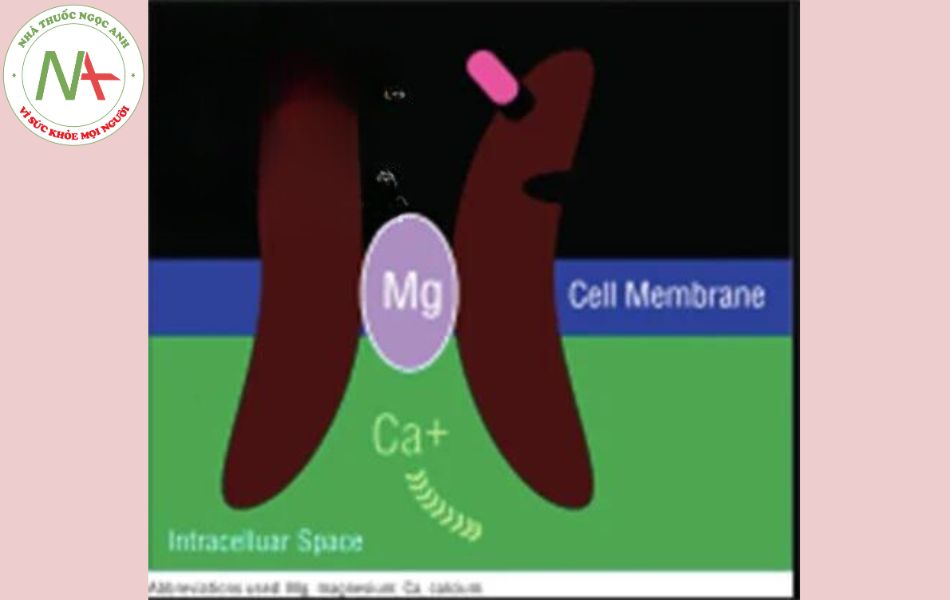 Hình 1: Thụ thể/kênh N-methyl-D-aspartate glutamate xuyên màng