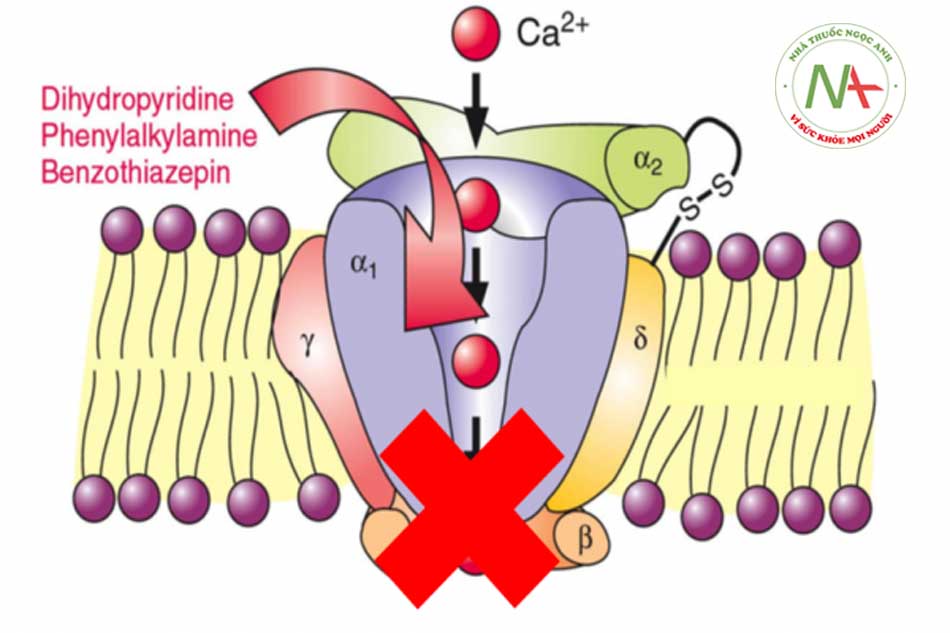 Hình 3.2: Thuốc chẹn kênh canxi ức chế sự vận chuyển ion canxi vào nội bào qua kênh canxi
