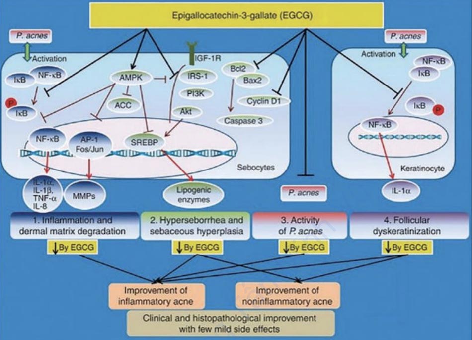 Hình 7.1 Các cơ chế điều trị của epigallocatechin-3-gallate (EGCG) trong việc cải thiện mụn trứng cá.