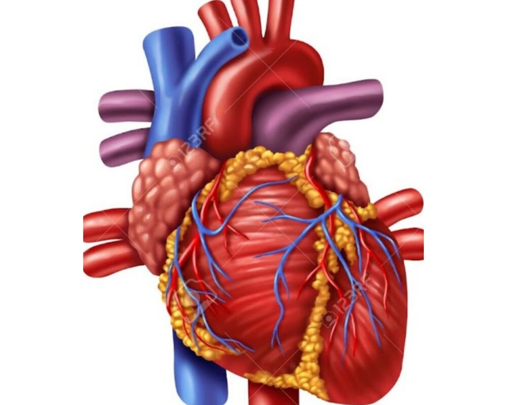 Giải phẫu tim và mạch máu lớn