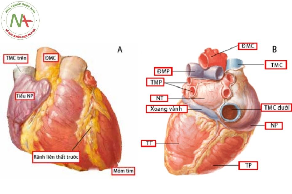 Hình 4. Đặc điểm giải phẫu mặt ngoài của tim: A. Mặt ức sườn; B. Mặt hoành (đáy tim) (Nguồn: Frank H. Netter, MD)