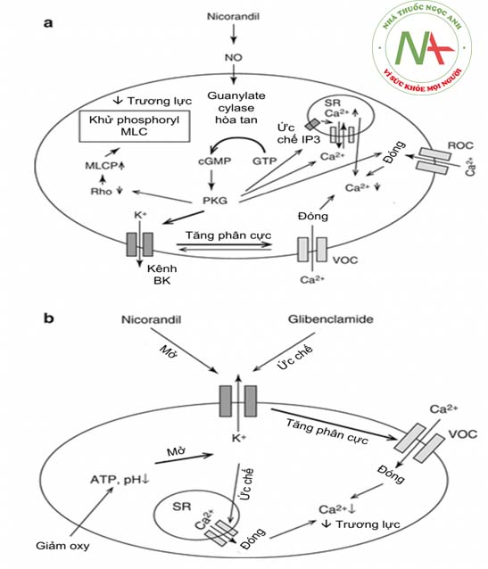 Hình 7.5: Cơ chế tác dụng của Nicorandil: Hình A tác dụng của Nicorandil trên tĩnh mạch, Hình B tác dụng của Nicorandil trên động mạch. MLC: myosin chuỗi nhẹ; ROC (receptor-operated channels): Kênh điều chỉnh theo thụ thể, VOC (voltage-operated channels): Kênh điều chỉnh theo điện thế, BK: big potassium, ATP: adenosine triphosphate, IP3: inositol triphosphate, SR: Lưới nội cơ tương, GTP guanosine-5’-triphosphate, PKG protein kinase G (Nguồn: Jason M. Tarkin, Juan Carlos Kaski (2015). Pharmacological Treatment of Chronic Stable Angina Pectoris)