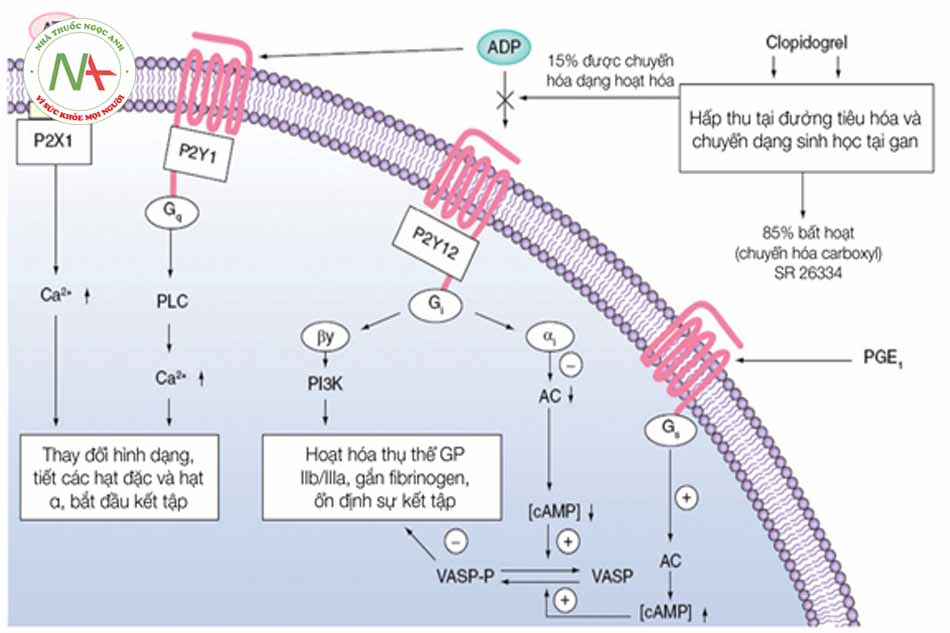 Hình 8.3: Cơ chế tác dụng của clopidogrel. Chất chuyển hóa có hoạt tính có tác dụng ức chế chọn lọc sự gắn ADP với thụ thể P2Y12. Các thụ thể P2Y12 kết hợp với protetin G ức chế (Gi). Sau được kích thích bởi ADP, thụ thể P2Y12 được hoạt hóa và ức chế adenylate cylase (AC) dẫn tới làm giảm hoạt tính của protein kinase phụ thuộc cAMP, do đó làm giảm quá trình phosphoryl hóa của phosphoprotein kích thích giãn mạch (VASP). PGE1 kích thích thụ thể kết hợp Gs và hoạt hóa AC, làm tăng hoạt tính của protein kinase phụ thuộc cAMP và làm tăng phosphoryl hóa VASP. VASP sau khi phosphoryl hóa có tác dụng ức chế hoạt hóa thụ thể GP IIb/IIIa. (Nguồn: Harmsze, et al (2010). The use of amlodipine, but not of P-glycoprotein inhibiting calcium channel blockers is associated with clopidogrel poor-response. Thrombosis and haemostasis. 103. 920-5. 10.1160/TH09-08-0516)