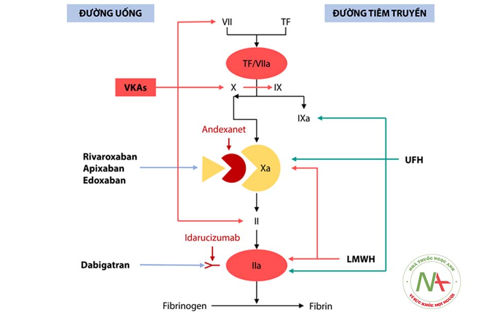 Hình 9.2: Vị trí tác động trên con đường đông máu của các thuốc chống đông và đích của thuốc giải andexanet và idarucizumab. TF: yếu tố mô, VKAs: chống đông kháng vitamin K, UFH: heparin không phân đoạn, LMWH: heparin trọng lượng phân tử thấp