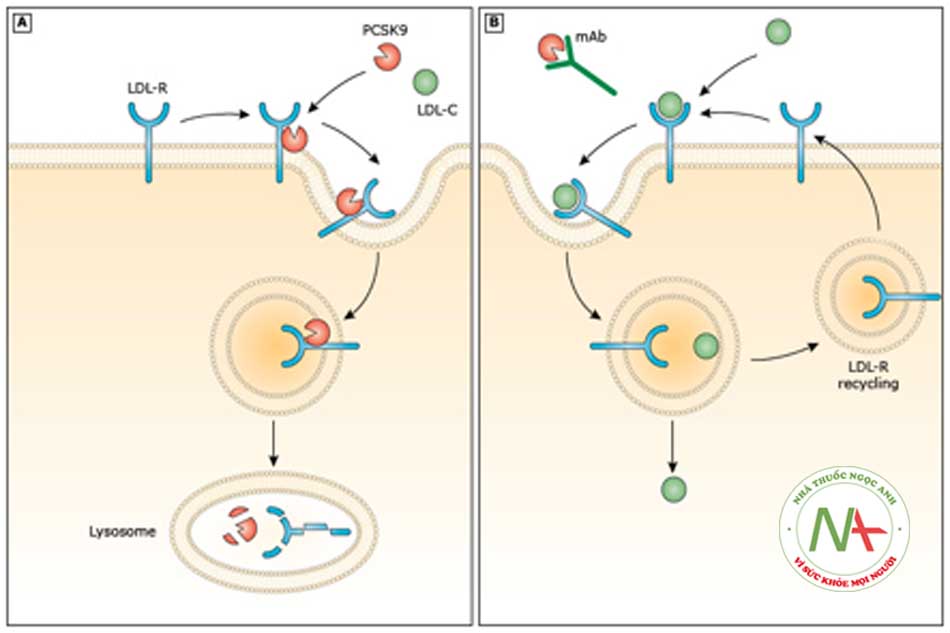 Hình 6.5: Cơ chế tác dụng của kháng thể kháng PCSK9