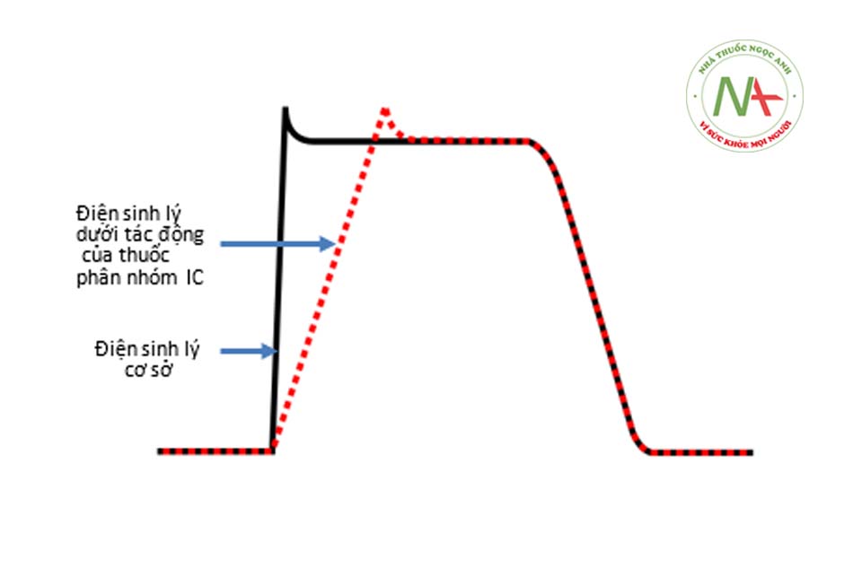 Hình 5.5: Tác động của các thuốc chống loạn nhịp phân nhóm IC lên điện thế hoạt động tế bào cơ tim. Ức chế kênh Na+ ở pha 0 nên làm giảm độ dốc và tốc độ của pha 0, không làm ảnh hưởng tới thời gian điện thế hoạt động không ảnh hưởng đến thời gian khoảng QT.