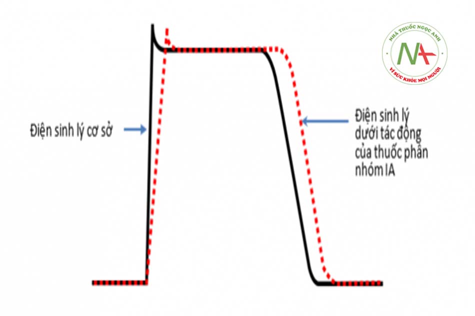 Hình 5.3: Tác động của các thuốc chống loạn nhịp phân nhóm IA lên điện thế hoạt động tế bào tim. (Ức chế kênh Na+ ở pha 0 nên làm giảm độ dốc và tốc độ của pha 0, ức chế kênh K+ nên kéo dài tái cực và dẫn đến kéo dài thời gian điện thế hoạt động và kéo dài thời gian khoảng QT).