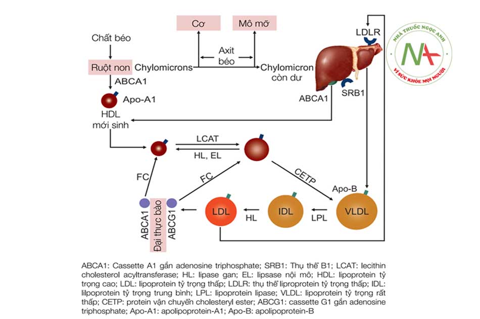 Hình 6.1: Sơ đồ chuyển hóa lipoprotein. (Nguồn: Kanu Chatterjee, Eric J Topol (2015). Cardiac Drugs).