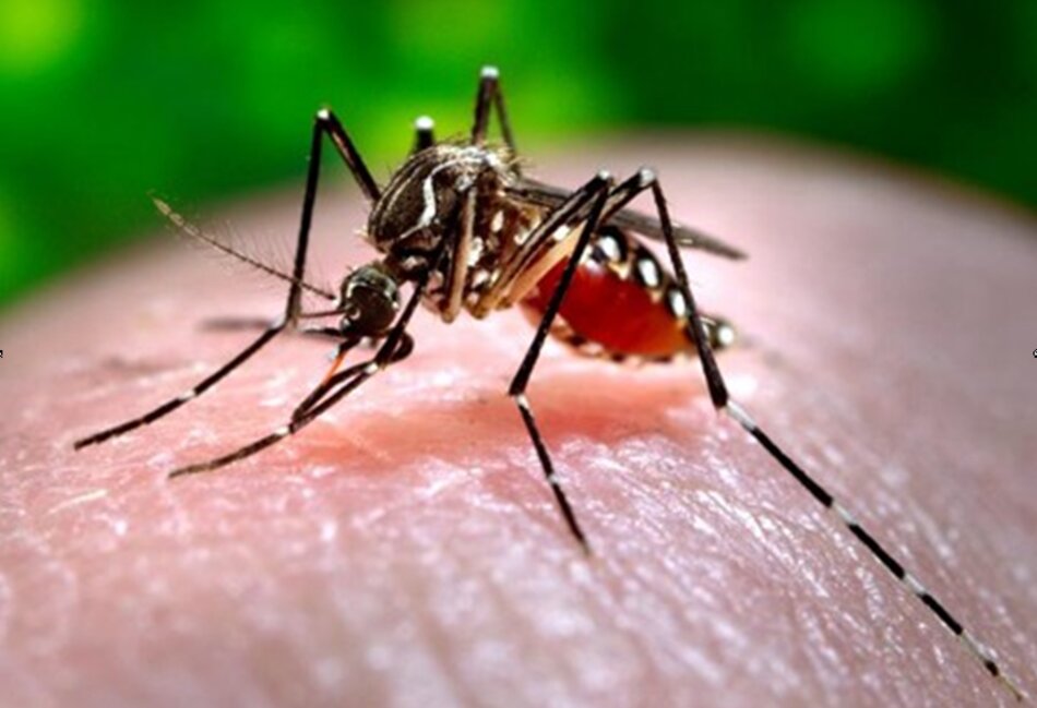 Hình 1: Muỗi Aedes aegypti cái