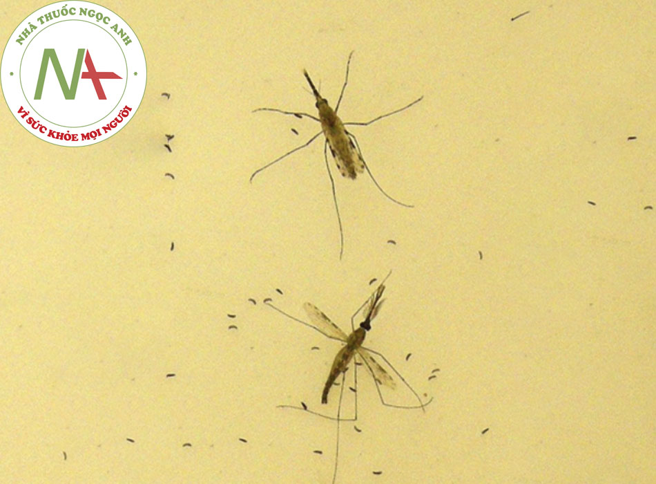 Hình 1: Muỗi Anopheles gambiae cái (trên) và đực (dưới). Muỗi cái đang trong quá trình đẻ trứng trên một màng trứng. Gambiae là véc-tơ chính của bệnh sốt rét tại châu Phi Thư viện Hình ảnh Trung tâm Kiểm soát và Phòng ngừa Dịch bệnh/Mary F Adams, MA, MS; đã được phép sử dụng