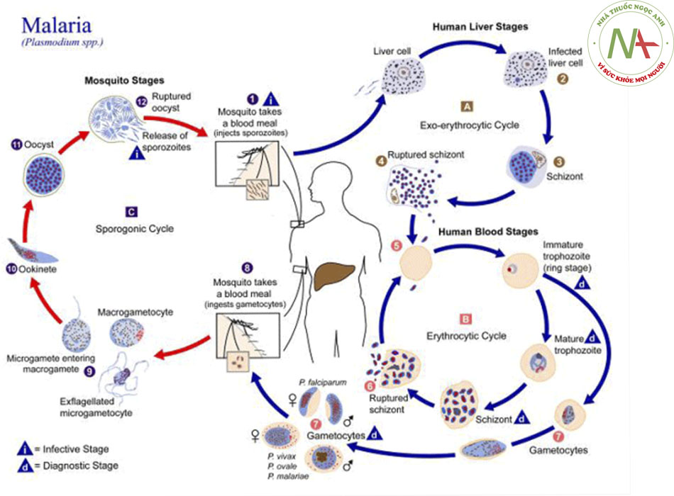 Hình 2: Minh họa về chu kỳ sống của ký sinh trùng thuộc chi Plasmodium, là tác nhân gây bệnh sốt rét Thư viện Hình ảnh Trung tâm Kiểm soát và Phòng ngừa Dịch bệnh/Alexander J da Silva, PhD/Melanie Moser; đã được phép sử dụng