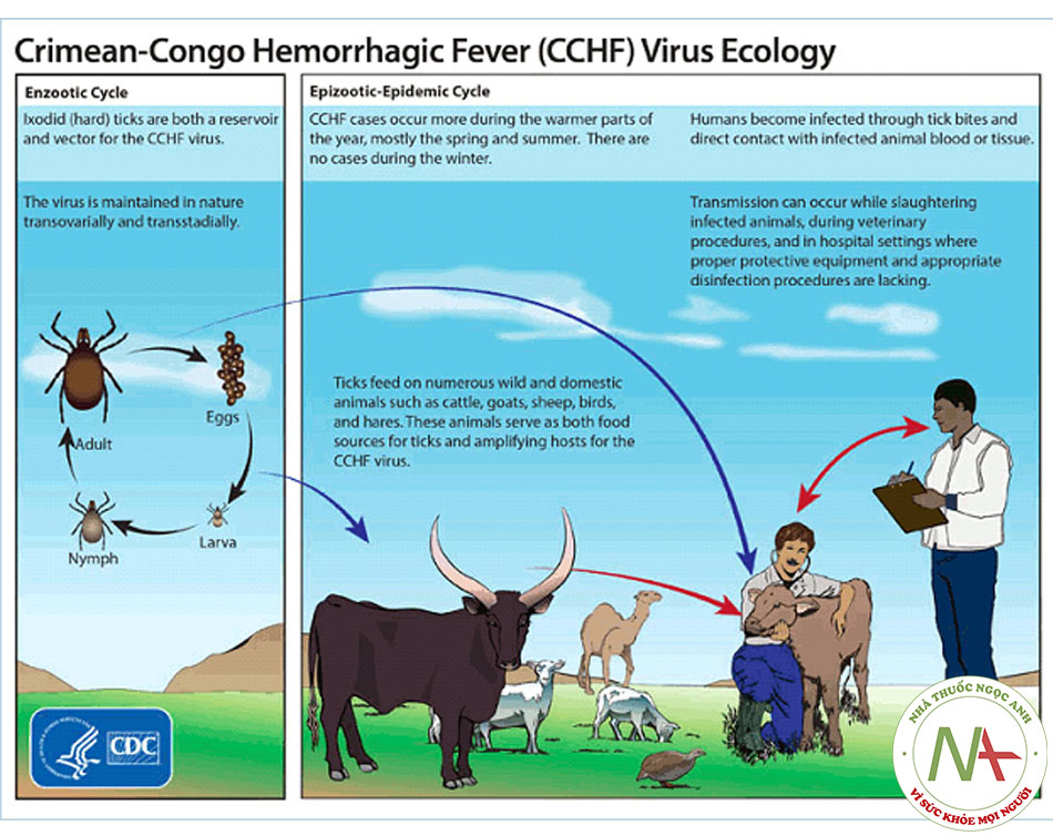 Sinh thái học vi-rút sốt xuất huyết Crimea-Congo Trung tâm Kiểm soát và Phòng ngừa Dịch bệnh (CDC)