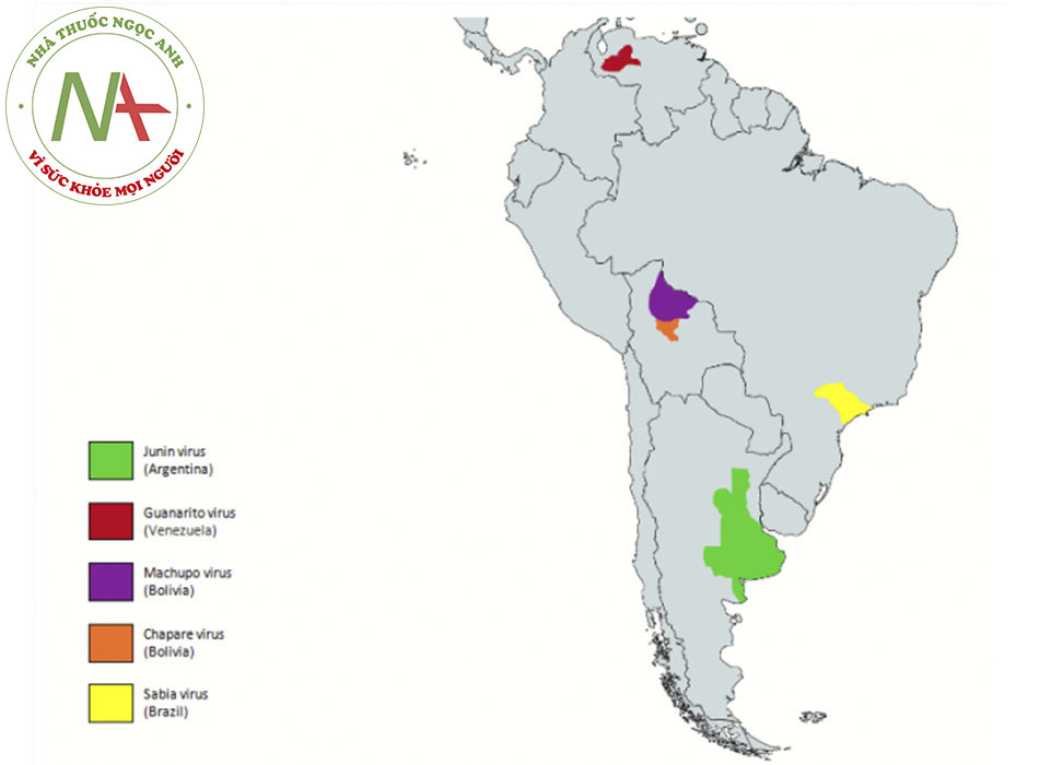 Hình 1: Các vùng trên thế giới có nguy cơ bị sốt xuất huyết Nam Mỹ Do BMJ Evidence Center xây dựng