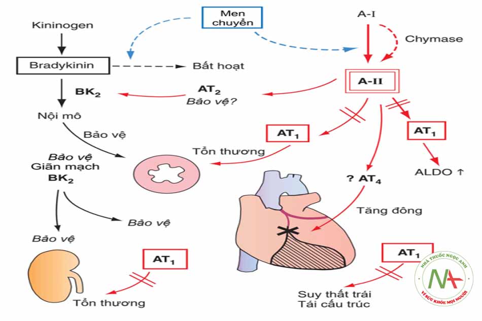 Hình 2.3: Tác động của men chuyển, angiotensin II và thuốc ức chế thụ thể.