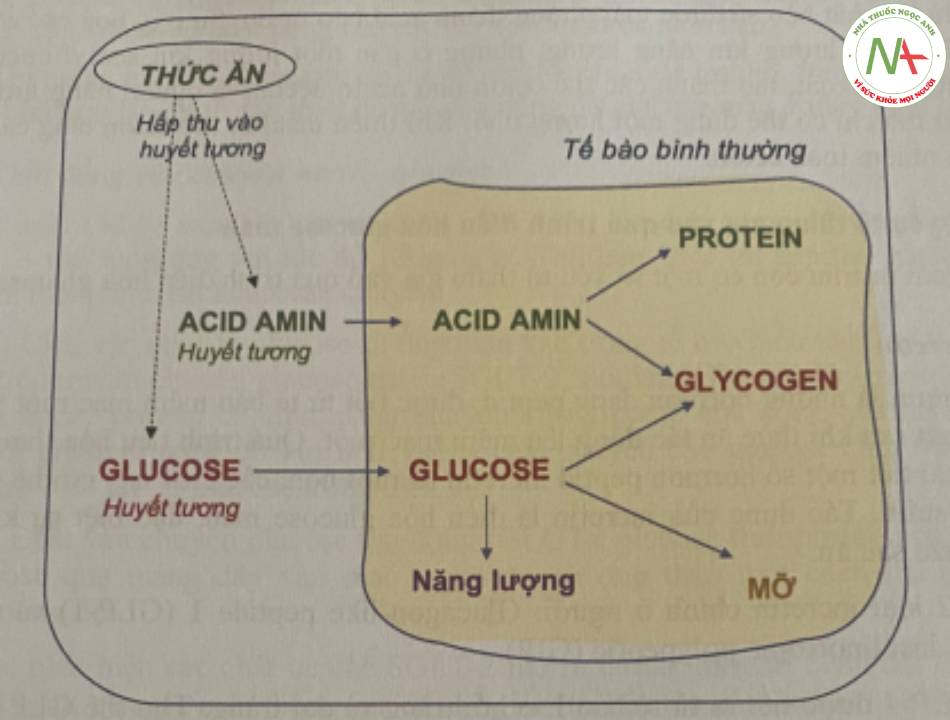 Hình 6.5. Sơ đồ đơn giản về tác dụng đồng hoá của insulin.