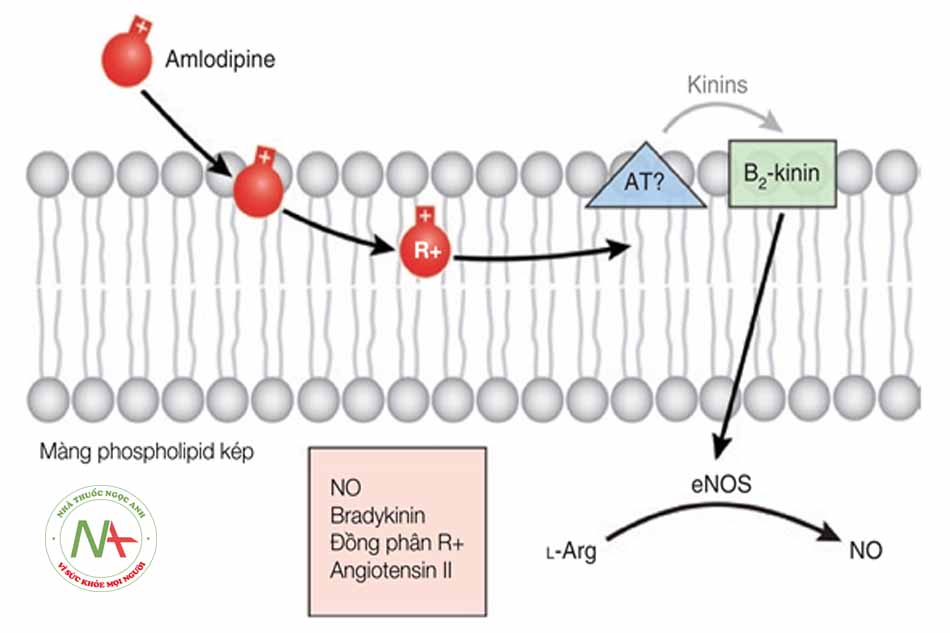 Hình 7.2. Tác dụng sinh học của amlodipine. Amlodipine không chỉ xuyên qua màng tế bào để tương tác với kênh canxi type L mà còn có thêm tác dụng sinh học khác độc lập với tương tác trên kênh canxi. Đồng phân quang học R+ của amlodipine chỉ xuất hiện trong màng tế bào, thúc đẩy sản sinh NO, đặc biệt thông qua hoạt hóa eNOS (endothelial nitric oxide synthetase). Tác dụng của eNOS rõ ràng được chuyển đổi qua hoạt hóa thụ thể angiotensin (AT), sau đó là tạo ra các kinin và kích thích thụ thể B2-kinin. (Nguồn: R. P. Mason, P. Marche, T. H. Hintze (2003). Novel Vascular Biology of Third-Generation L-Type Calcium Channel Antagonists. Arterioscler Thromb Vasc Biol. 2003;23:2155-2163)