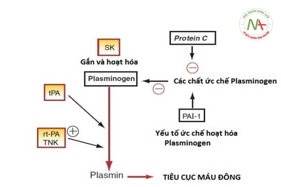 Hình 10.1: Sơ đồ vị trí tác dụng của các thuốc tiêu sợi huyết. PAI-1, Plasminogen activator inhibitor – 1; r-PA, reteplase; SK, streptokinase; tPA, tissue-type plasminogen activator; TNK, tenecteplase. (Nguồn: Lionel H. Opie, Bernard J. Gersh (2013). Drugs for the Heart 8e)