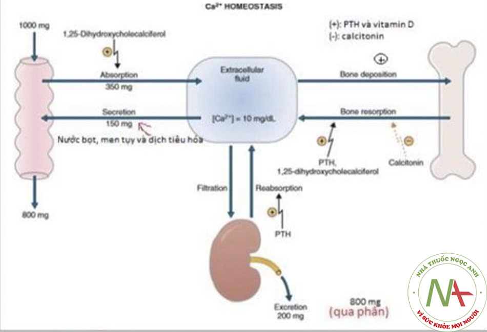 Hình 2. Ca2+ nomeostasis in an adult eating 1000 mg/day of elemental ca2+, Hormonal effects on ca2+ absorption from the gastrointestinal tract, bone remodelling and ca2+ reabsorption in the kidney are shown, PTH, Parathynoid hormone