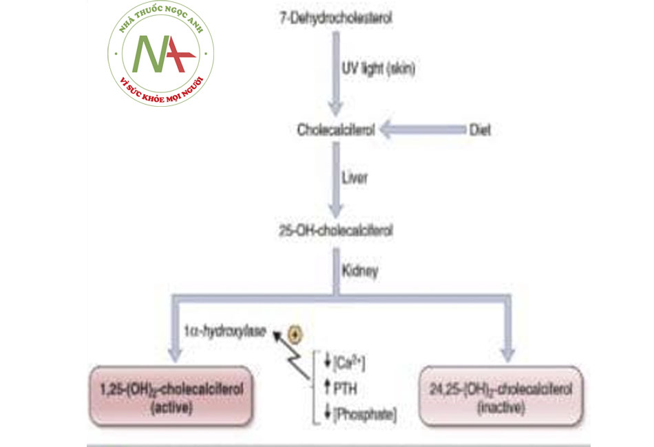 Hình 3. Steps involved in the synthesis of 1,25-dyhydroxycholecalciferol. PTH, parathy-roid hormono, UV, ultraviolet