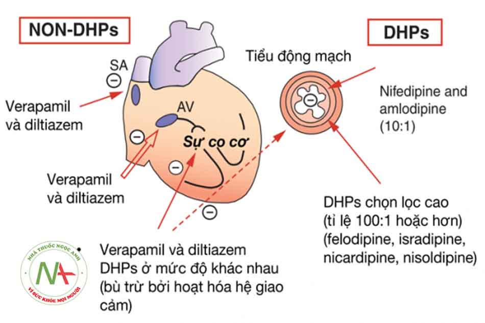 Hình 3.6: Tính chọn lọc trên tim và mạch máu của các thuốc chẹn kênh canxi. (Nguồn: Lionel H. Opie, Bernard J. Gersh (2013). Drugs for the Heart 8e).