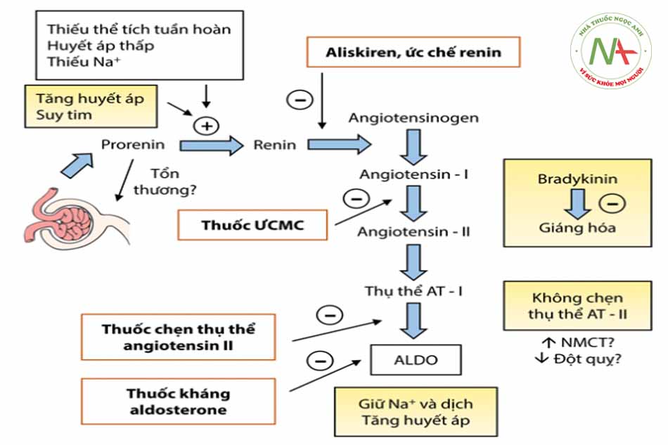 Hình 2.1: Tác động của các thuốc ức chế hệ Renin-angiotensin-aldosteron