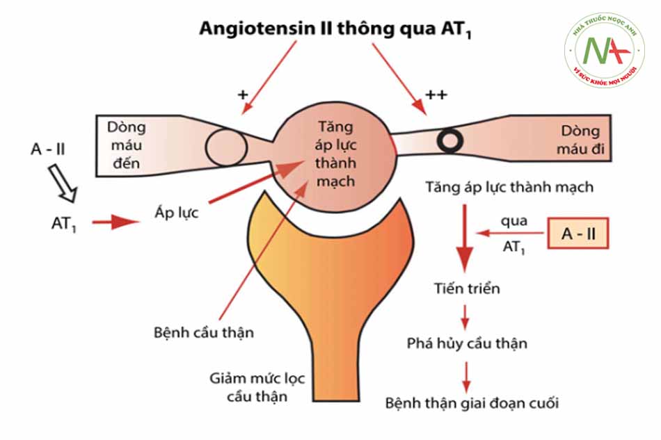 Hình 2.2: Vai trò của angiotensin II và thụ thể AT-1 trong tổn thương cầu thận và suy thận tiến triển