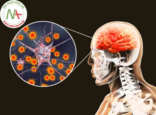 Virus gây viêm não (thuộc chi Flavivirus) do ve truyền: Nguyên nhân, chẩn đoán và điều trị theo BMJ
