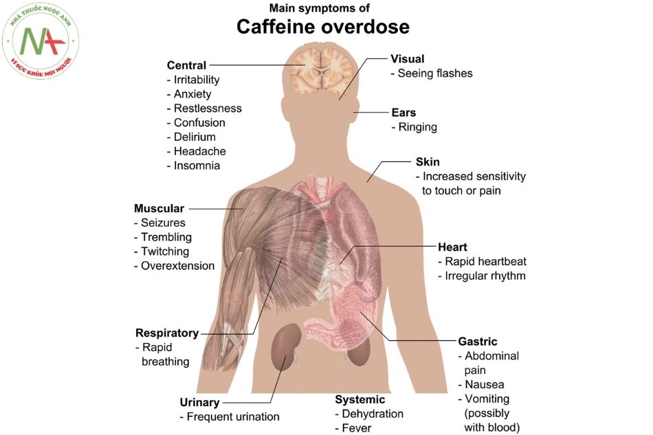 Tác động của Cafein khi sử dụng quá liều