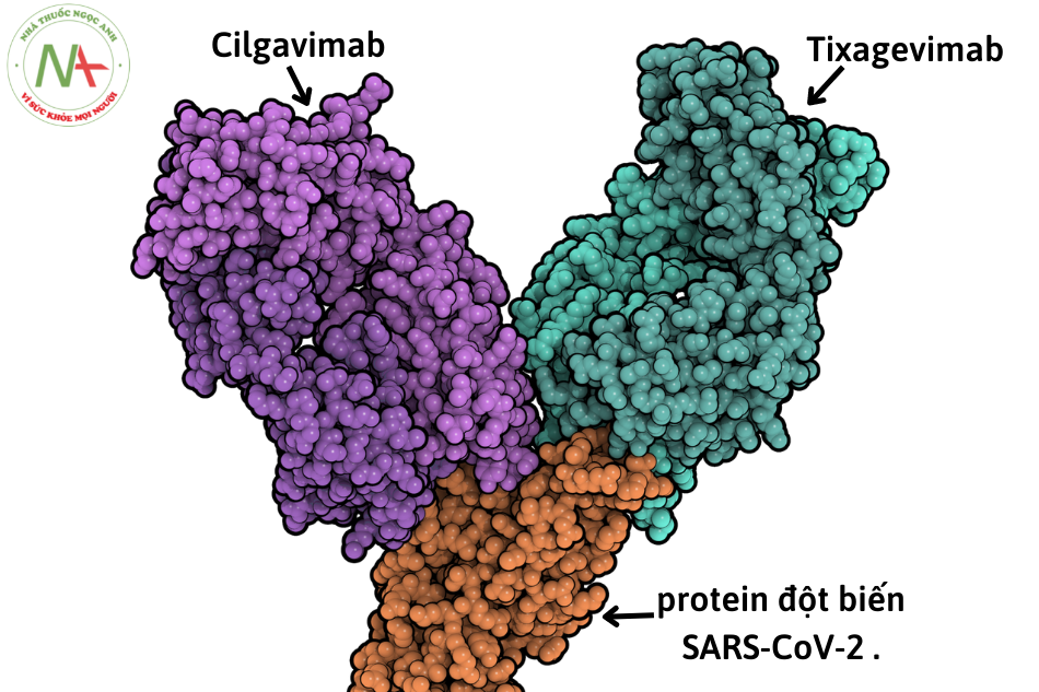 Mô hình lấp đầy không gian của các đoạn Fab của kháng thể đơn dòng tixagevimab và cilgavimab , được liên kết với vùng liên kết thụ thể của một protein đột biến SARS-CoV-2 .