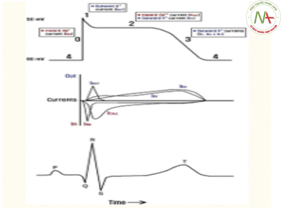 Các kênh ion của tim tương ứng với ECG