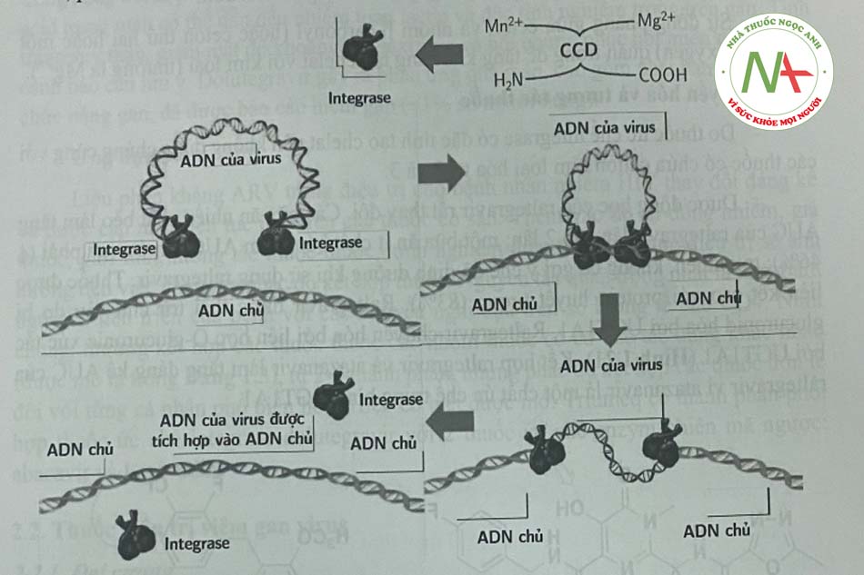 Hình 1.19 Sơ đồ quá trình tổng hợp của cADN virus vào ADN vật chủ thông qua enzym integrase