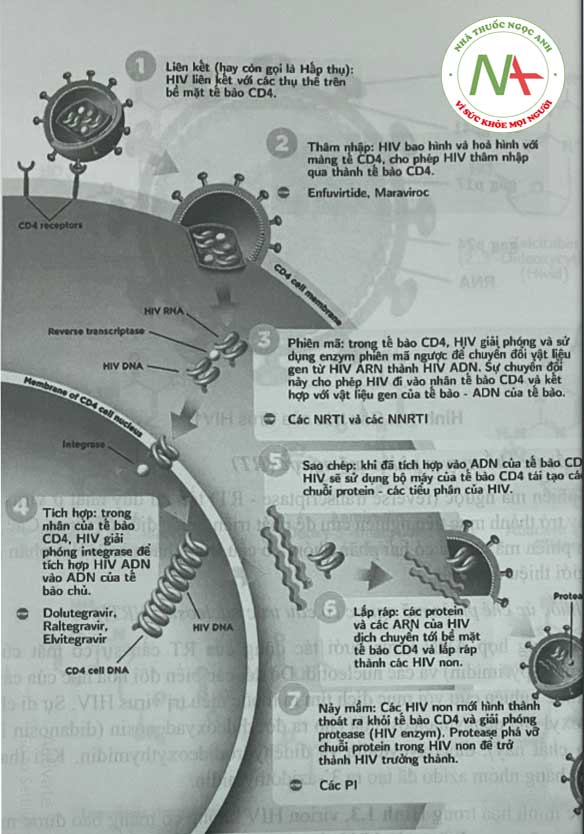 Hình 1.2. Vòng đời của virus HIV và một số thuốc kháng HIV tác động đến các giai đoạn 