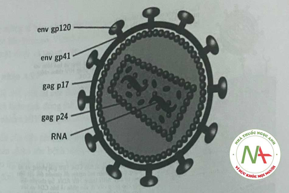 Hình 1.3. Cấu trúc của virus HIV1.