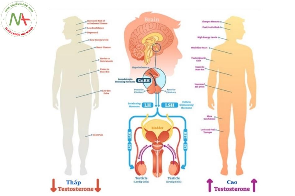Testosterone là hormone chịu trách nhiệm cho sự phát triển của các đặc điểm sinh dục nam