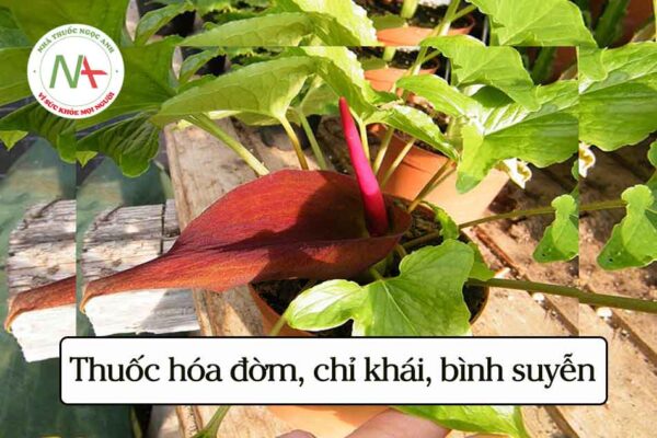 Thuốc hóa đờm, chỉ khái, bình suyễn