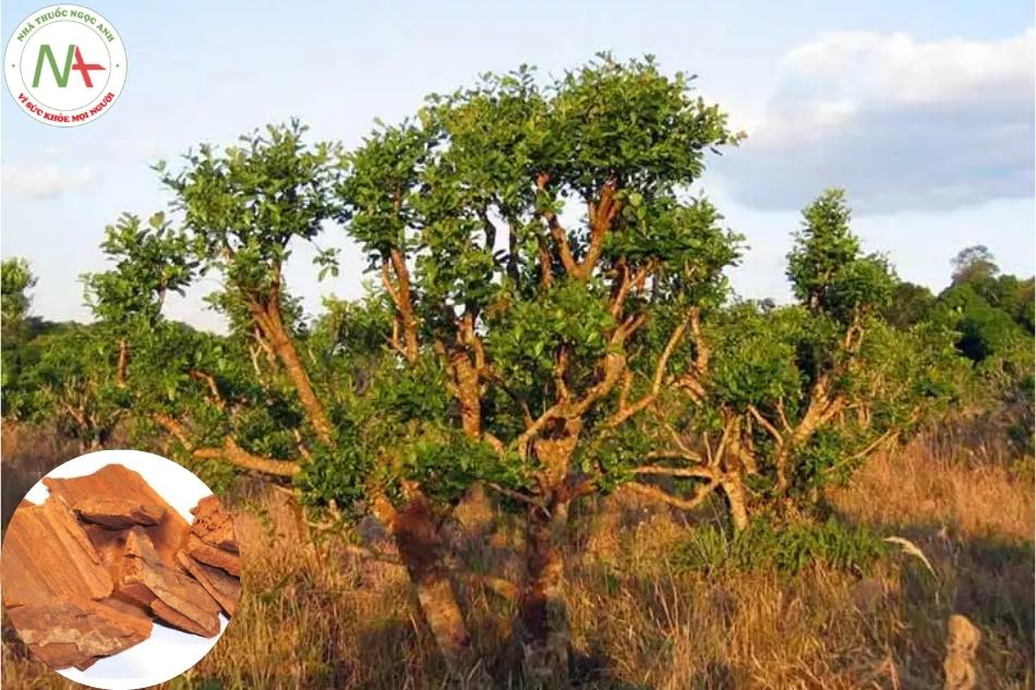 Yohimbine có nguồn gốc từ vỏ của cây yohimbe (Pausinystalia yohimbe ) ở Tây và Trung Phi .