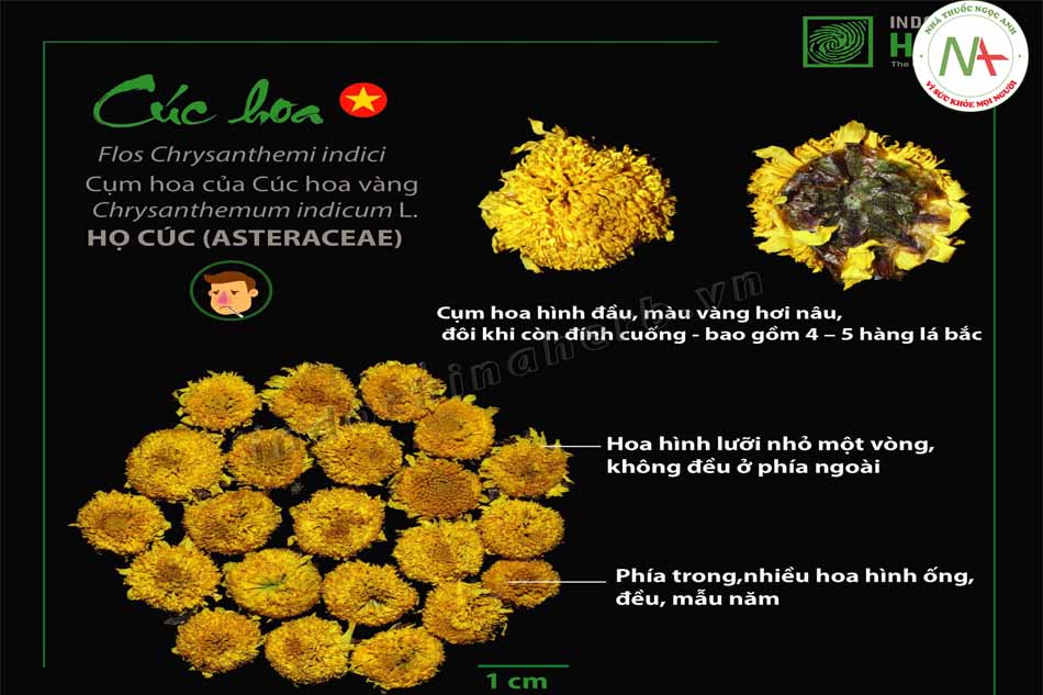 Nguồn ảnh Indochinaherb- Dược liệu: Cúc Hoa