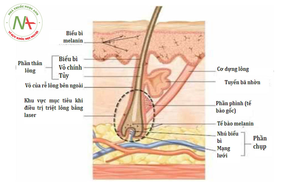 HÌNH 2 Giải phẫu lông.