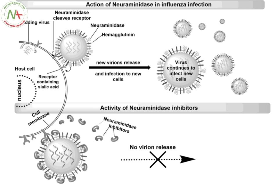 (a) Sự nhân lên của virus cúm A khi không có mặt các chất ức chế neurominidase. (b) Sự nhân lên của virus cúm A khi có mặt các chất ức chế neurominidase
