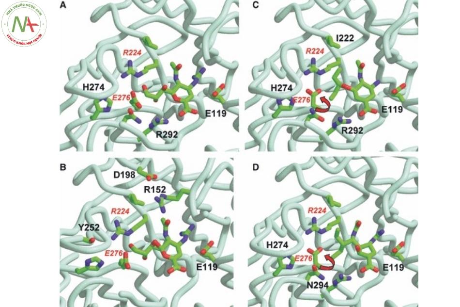 Cấu trúc của neuraminidase N9 liên kết với chất ức chế (A,B) zanamivir (PDB NNC), (C) oseltamivir (PDB QWK), (D) peramivir (PDB IL7F)