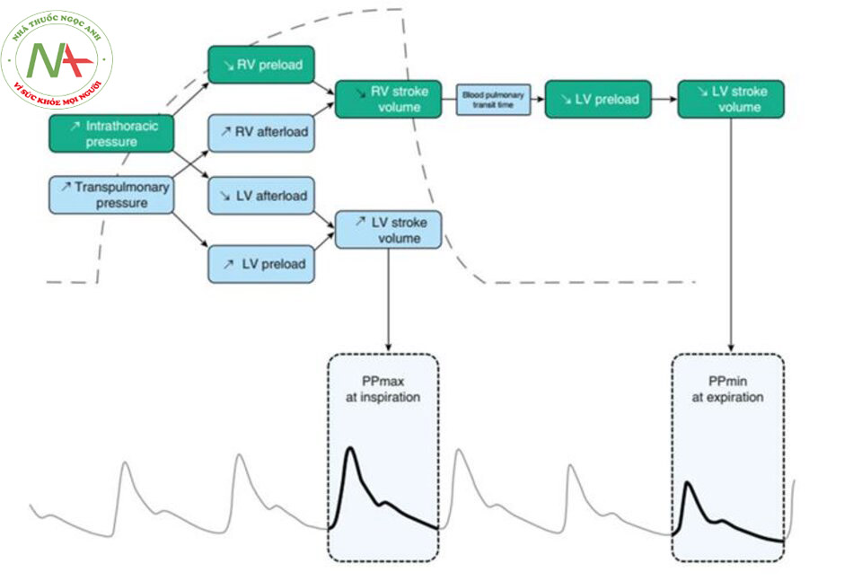 Hình 2. Cơ chế tương tác giữa tim và phổi giải thích sự thay đổi áp lực mạch Trên: theo dõi áp lực đường thở; Dưới: đường cong áp lực động mạch. LV = tâm thất trái; PP = áp lực mạch; RV = tâm thất phải. Điều chỉnh theo sự cho phép từ Tài liệu tham khảo 17.