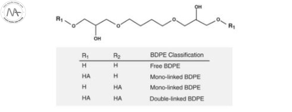 Hình 2.10 Một số phân tử BDDE liên kết với HA ở cả hai đầu (đôi-BDPE được liên kết) trong khi những phân tử khác chỉ liên kết với HA ở một đầu, dưới dạng dây móc (BDPE liên kết đơn).