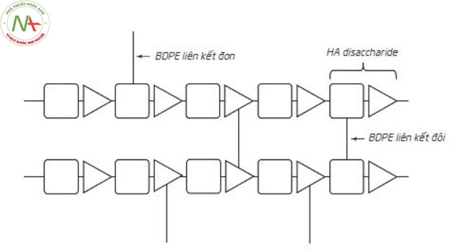 Hình 2.11 Một cấu trúc giả định về liên kết chéo giữa HA và BDDE bao gồm “BDPE liên kết đôi” và “BDPE liên kết đơn” (Hình được điều chỉnh từ Tham khảo [8]).