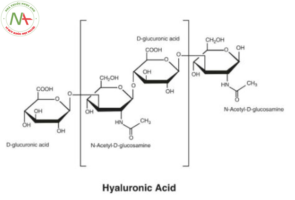 Hình 2.4 Axit hyaluronic tạo thành phân tử glycosaminoglycan (GAGs) bao gồm các chuỗi polysac-charide được tạo thành từ axit d-glucuronic xen kẽ và các đơn vị N-acetyl-d-glucosamine được kết hợp với nhau theo cách lặp đi lặp lại.