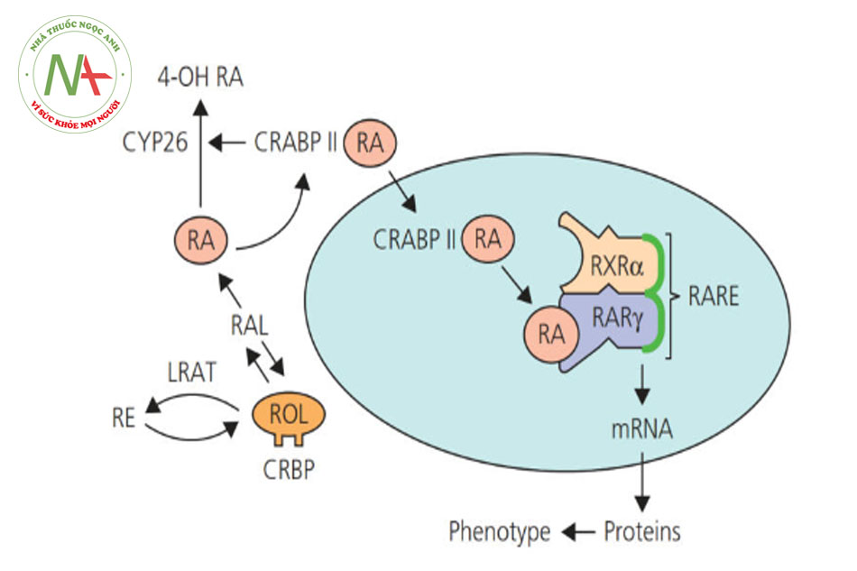 85Dược mỹ phẩm và ứng dụng trong thẩm mỹe-bacsi.comHình 8.2 Cơ chế hoạt động của retinoids trên da. Retinol (ROL) liên kết với protein liên kết retinol tế bào (CRBP) và trải qua các phản ứng oxy hóa tuần tự để tạo thành axit retinoic (RA), hoặc nó được ester hóa bởi lecithin: retinol acyltransferase (LRAT) thành retinyl ester (RE). RA liên kết với protein liên kết axit retinoic II (CRABP II) của tế bào, và phức hợp protein-phối tử này đi vào nhân. Trong nhân, axit retinoic liên kết với thụ thể axit retinoic-Y (RAR-Y), thụ thể này dị hóa với thụ thể retinoid X-a (RXR-a) để kích hoạt các yếu tố đáp ứng axit retinoic (RARE). Kích hoạt RARE dẫn đến phiên mã mRNA và mã hóa tiếp theo của các protein đóng vai trò trong các con đường dẫn truyền tín hiệu dẫn đến cải thiện biểu hiện lâm sàng của da lão hóa được điều trị bằng retinoid. Trong tế bào chết, RA cũng được thủy phân bởi axit retinoic CYP 26 thành 4-hydroxyl (4-OH-RA), chất chuyển hóa chính của RA chỉ sở hữu một phần nhỏ hoạt tính sinh học của RA.