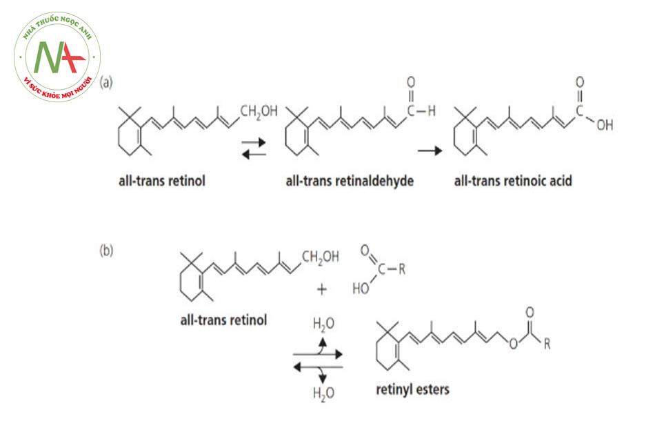 Hình 8.1 Cấu trúc của retinoid tự nhiên. (a) Retinol all-trans được oxy hóa liên tiếp thành axit retinoic all-trans theo quy trình hai bước. Bước đầu tiên của phản ứng là bước thuận nghịch trong đó retinaldehyde all-trans có thể được chuyển đổi ngược trở lại thành all-trains retinol. Bước thứ hai trong đó retinaldehyde all-trans bị oxy hóa thành axit retinoic all-trans là không thể đảo ngược. (b) Tất cả các retinol chuyển hóa chuyển hóa thành retinyl este. Một số ví dụ bao gồm retinyl linoleate, retinyl laurate, retinyl palmitate và retinyl oleate. 