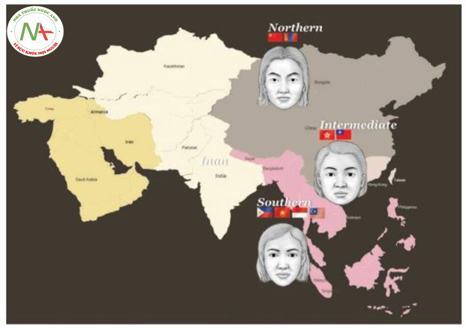 Hình 1.17 Các kiểu hình thái khuôn mặt của người châu Á dựa trên các vùng địa lý.