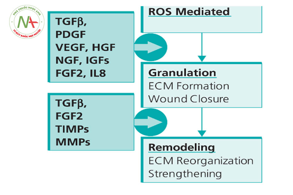 Hình 15.2Các GF chính hoạt động trong quá trình chữa lành vết thương. GF là một phần của mạng liên lạc tế bào phức tạp và hoạt động hài hòa với nhau.